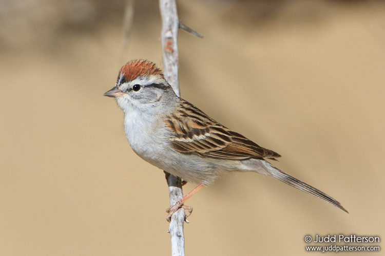 Chipping Sparrow, Madera Canyon, Arizona, United States